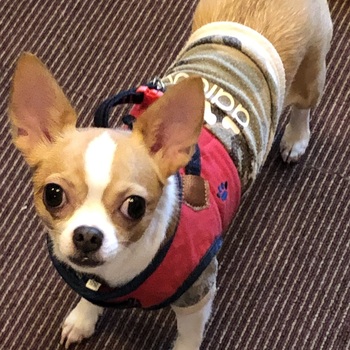 迷子犬の写真