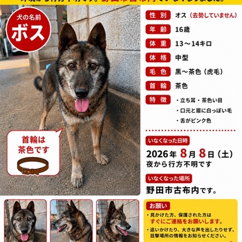 迷子犬の写真