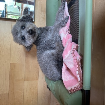 迷子犬の写真