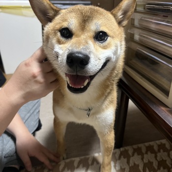 迷子犬の写真