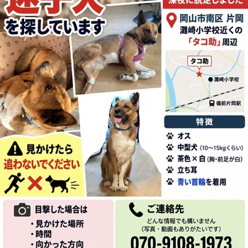 迷子犬の写真