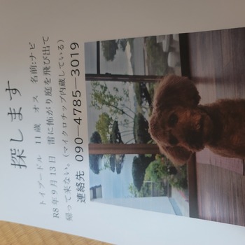 迷子犬の写真