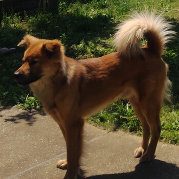 迷子犬の写真