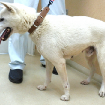 迷子犬の写真