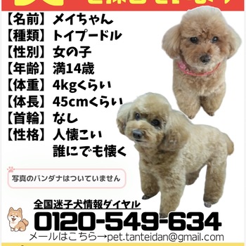 迷子犬の写真