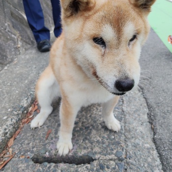 迷子になった犬の写真　２枚目