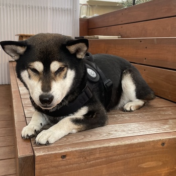迷子になった犬の写真　２枚目