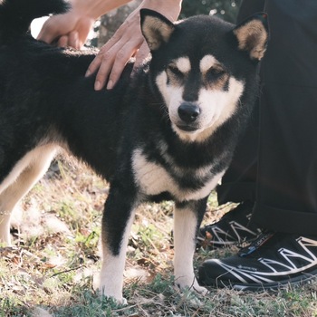 迷子になった犬の写真　２枚目