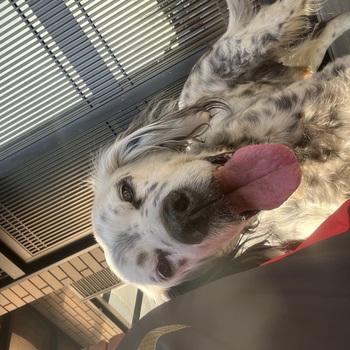 迷子になった犬の写真　２枚目