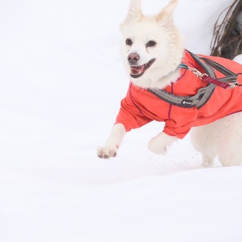 迷子になった犬の写真　２枚目