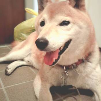 迷子になった犬の写真　２枚目