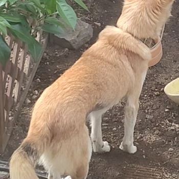 迷子になった犬の写真　２枚目