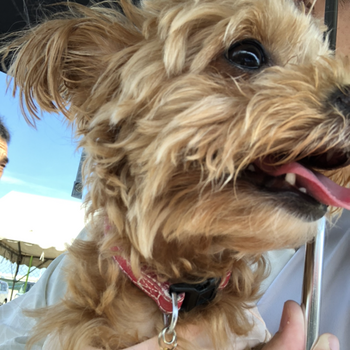 迷子になった犬の写真　２枚目