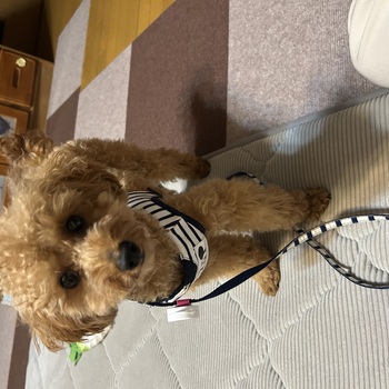 迷子になった犬の写真　２枚目