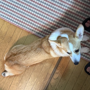 迷子になった犬の写真　２枚目