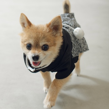 迷子になった犬の写真　２枚目