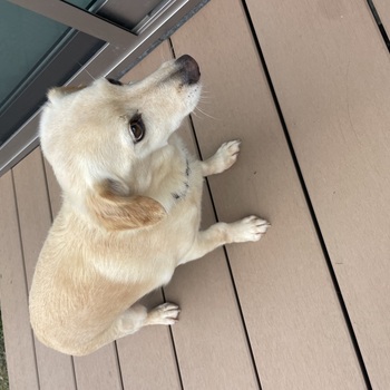 迷子になった犬の写真　２枚目