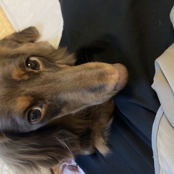 迷子になった犬の写真　２枚目