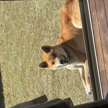迷子になった犬の写真　２枚目