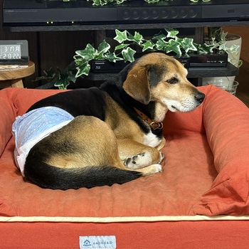 迷子になった犬の写真　２枚目