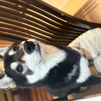 迷子になった犬の写真　２枚目