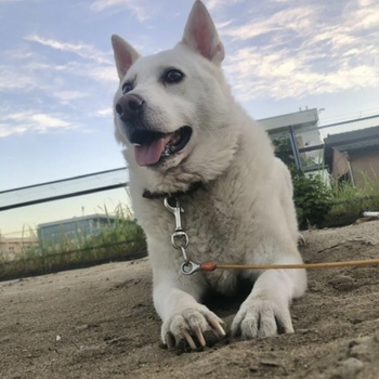 迷子になった犬の写真　２枚目