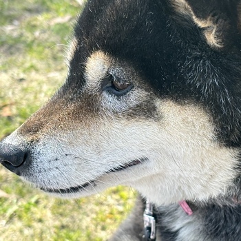 迷子になった犬の写真　２枚目
