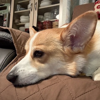 迷子になった犬の写真　２枚目