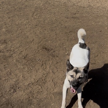 迷子になった犬の写真　２枚目