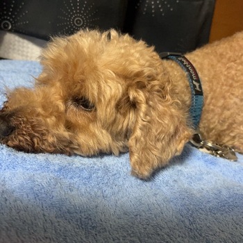 迷子になった犬の写真　２枚目