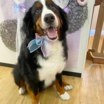 迷子になった犬の写真　２枚目