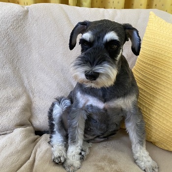 迷子になった犬の写真　２枚目