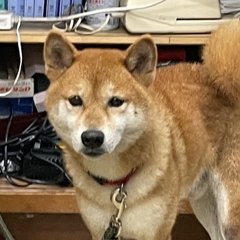 迷子になった犬の写真　２枚目