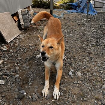 迷子になった犬の写真　２枚目