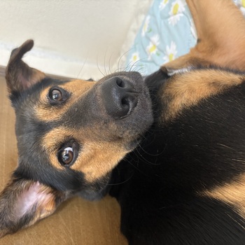 迷子になった犬の写真　２枚目