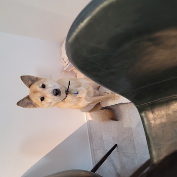 迷子になった犬の写真　２枚目