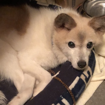 迷子になった犬の写真　２枚目