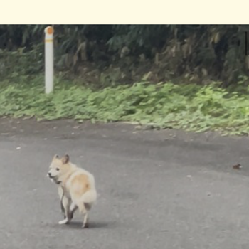 迷子になった犬の写真　２枚目