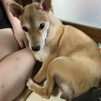 迷子になった犬の写真　２枚目