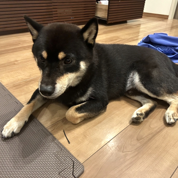 迷子になった犬の写真　２枚目