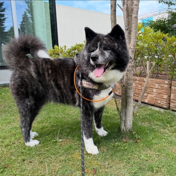 迷子になった犬の写真　２枚目