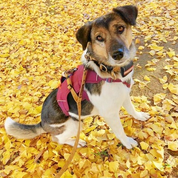 迷子になった犬の写真　２枚目