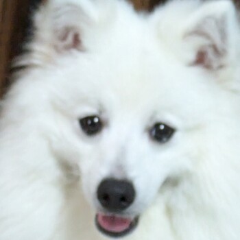 迷子になった犬の写真　２枚目