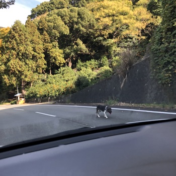 迷子になった犬の写真　２枚目