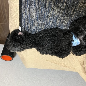 迷子になった犬の写真　２枚目