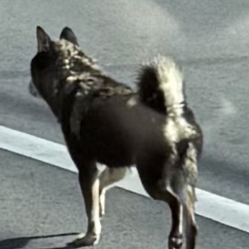 迷子になった犬の写真　２枚目