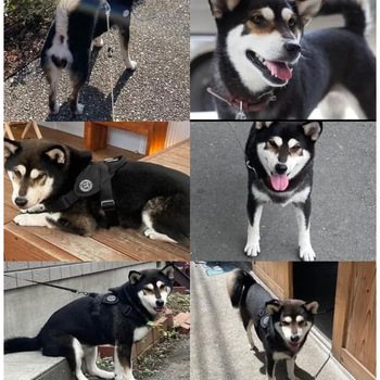 迷子になった犬の写真　２枚目