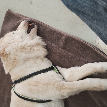 迷子になった犬の写真　２枚目