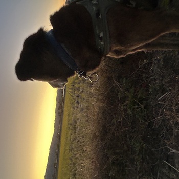 迷子になった犬の写真　２枚目