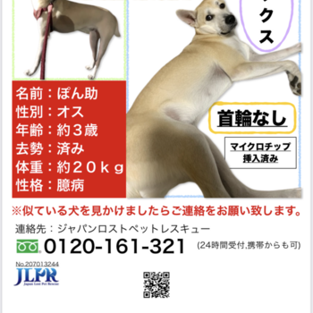 迷子になった犬の写真　２枚目